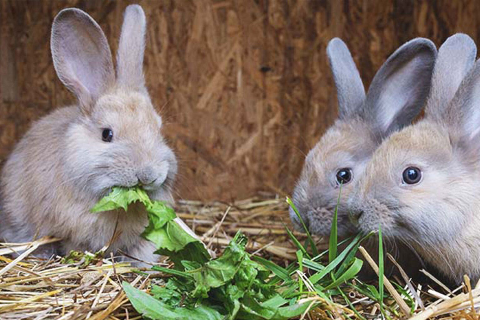 ZICORBA – Zimbabwe Commercial Rabbit Breeders Association